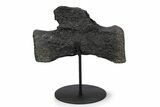 Sauropod Distal Caudal Vertebra w/ Stand - Bone Cabin Quarry #356932-1
